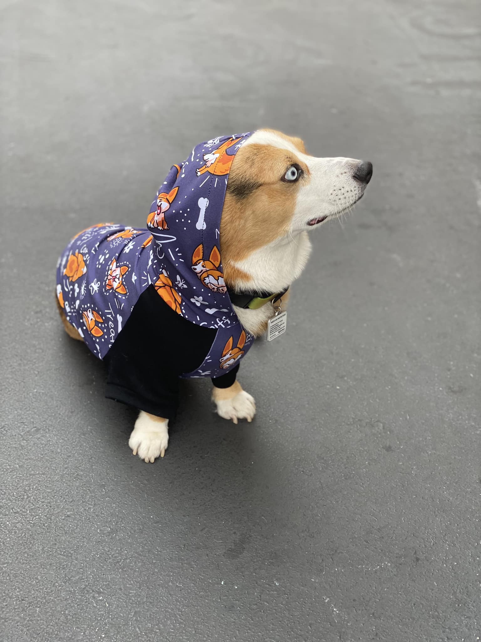 RETAIL Corgi